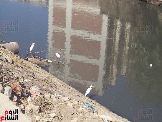 تلوث-مياه-النيل-فى-أسوان-(8)