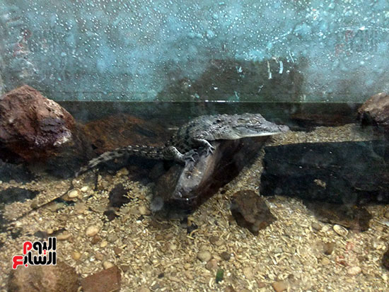 التمساح بحوض زجاجي بمتحف الأحياء المائية ببلطيم (1)