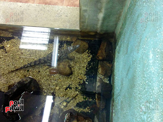 التمساح بحوض زجاجي بمتحف الأحياء المائية ببلطيم (3)
