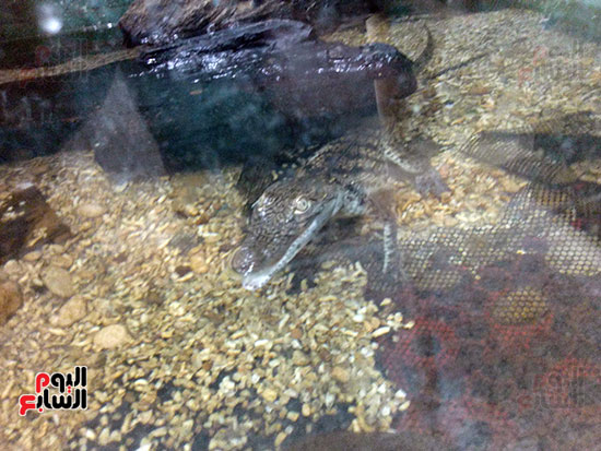التمساح بحوض زجاجي بمتحف الأحياء المائية ببلطيم (4)