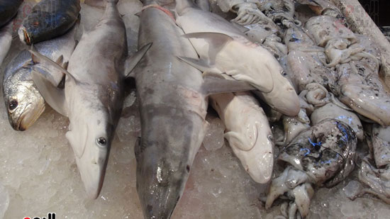 اليوم السابع فى أكبر أسواق بيع أسماك القرش بالسويس (2)