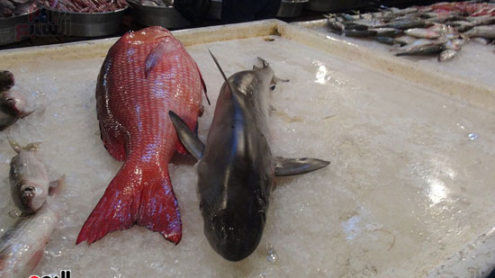 اليوم السابع فى أكبر أسواق بيع أسماك القرش بالسويس (3)