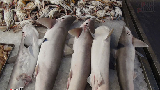اليوم السابع فى أكبر أسواق بيع أسماك القرش بالسويس (4)