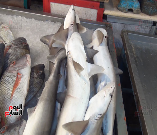 اليوم السابع فى أكبر أسواق بيع أسماك القرش بالسويس (6)