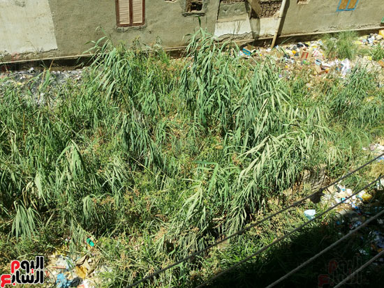 أهالى مساكن الكويزات بجرجا يعانون من مياه الصرف الصحى (12)