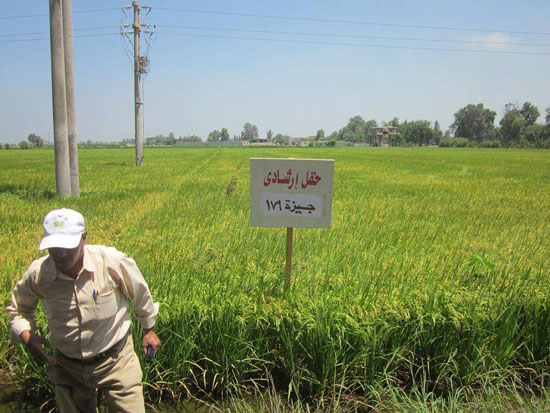 وفد أفريقى يزور حقل أرز الجفاف بالشرقية (4)