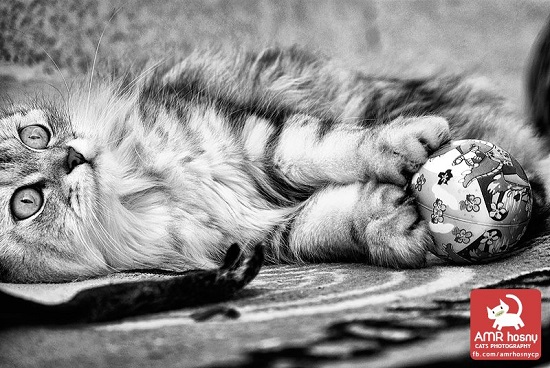 قطط ـ صور قطط ـ صور عمرو حسنى  (10)