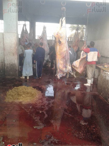  مجازر الحكومة مفارخ اللحوم المسممة بالأسواق (1)