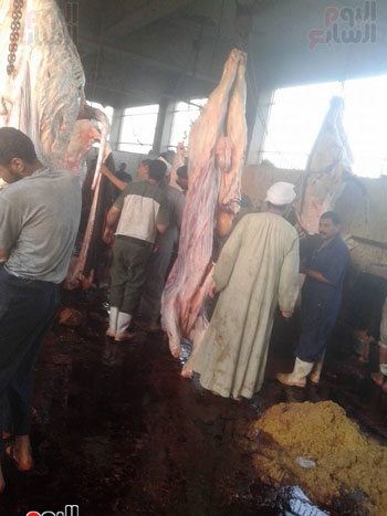  مجازر الحكومة مفارخ اللحوم المسممة بالأسواق (3)