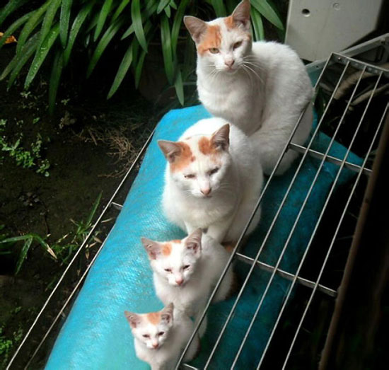 أربعة أجيال من نفس القطة بنفس الشكل بالضبط -اليوم السابع -8 -2015