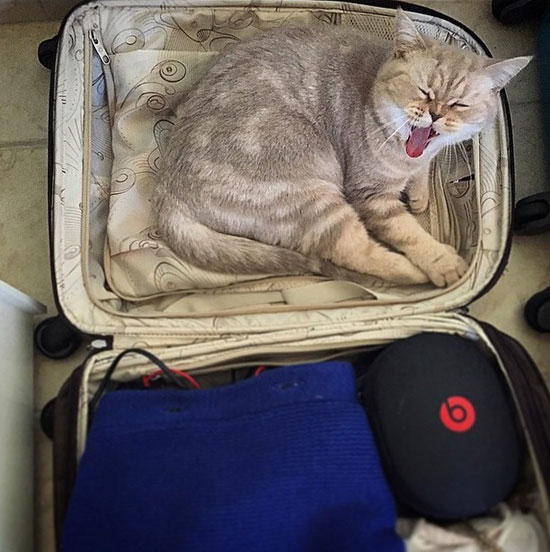 القطة فى حقيبة السفر -اليوم السابع -8 -2015