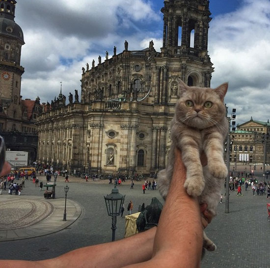 القطة فى دريسدن بألمانيا. -اليوم السابع -8 -2015