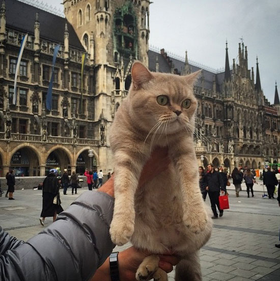 القطة ديزى فى ميونيخ -اليوم السابع -8 -2015
