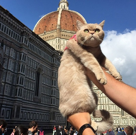 القطة ديزى فى فلونسا بإيطاليا -اليوم السابع -8 -2015