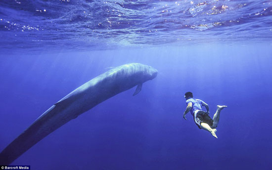 	باتريك يسبح بجوار الحوت -اليوم السابع -8 -2015