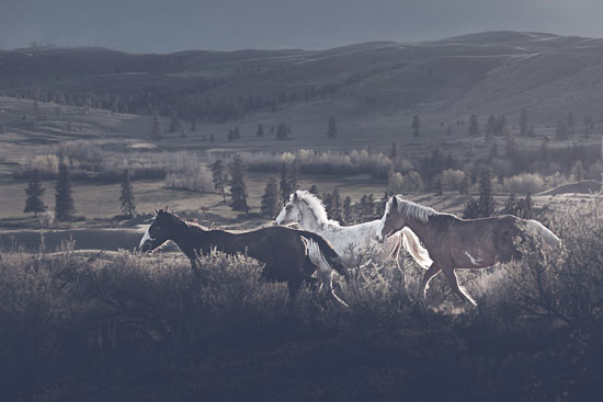  جاذبية الخيول أثناء الجرى فى غابات أمريكا الشمالية -اليوم السابع -8 -2015