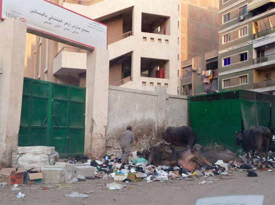 اليوم السابع -8 -2015