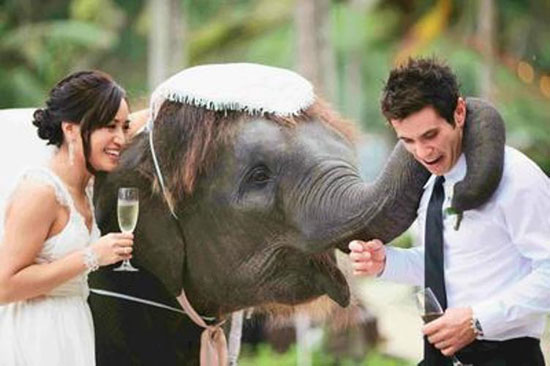  الفيل كان شريكهما الثالث يوم الزفاف -اليوم السابع -8 -2015