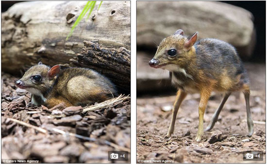 	الغزال الصغير يحاول النهوض -اليوم السابع -8 -2015