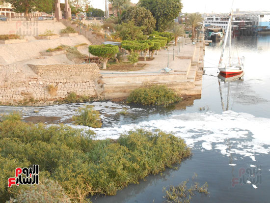 1كارثة بيئية تلوث مياه النيل بأسوان (6)
