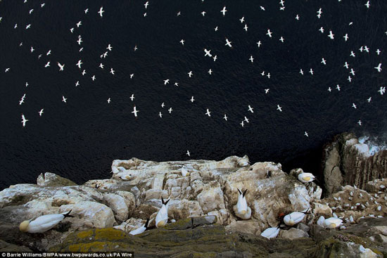 وفاز المصور Barrie Williams بجائزة عن فئة الحياة البرية فى لقطة مدهشة لمجموعة من طيور الأطيش وهى تعشش فى جزر شتلاند الأسكتلندية  -اليوم السابع -9 -2015