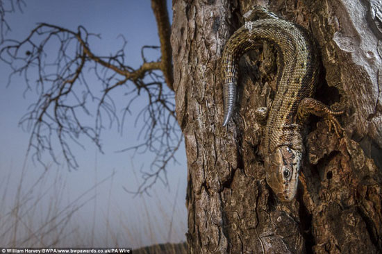 فاز William Harvey عن فئة صور الحيوانات لصورة لسحلية العملاقة التى تتدلى من الشجرة  -اليوم السابع -9 -2015