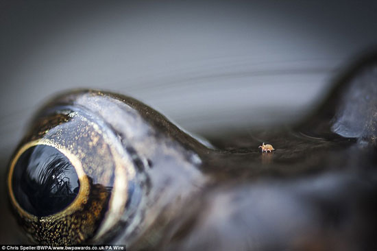 فاز المصور Chris Speller بصورته عن فئة الطبيعة عن تلك الصورة المذهلة لعين الضفدع -اليوم السابع -9 -2015