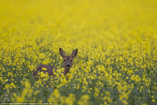  اليحمور يشق طريقه عبر الحقول الصفراء للمصور Kevin Sawford -اليوم السابع -9 -2015