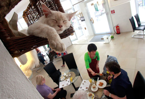 	هرة ملقبة بلوقا تنام فى قفص بينما تقدم نادلة طعاما لزبائن أول مطعم للقطط فى فيينا -اليوم السابع -9 -2015
