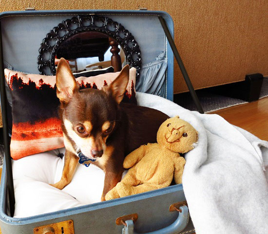 	سرير أنيق ومريح جدًا لكلبك يجمع أغراضه أيضًا فى الوقت نفسه. -اليوم السابع -9 -2015