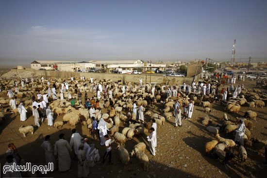  نظرة عامة لسوق الماشية فى كشمير  -اليوم السابع -9 -2015