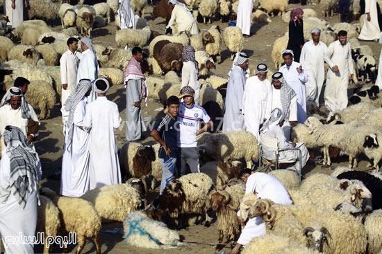  سوق الماشية فى مدينة النجف العراقية يكتظ بجميع أنواع الأضحية  -اليوم السابع -9 -2015