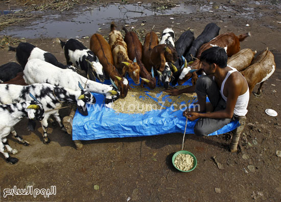 اليوم السابع -9 -2015