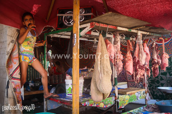 بلبوص وسط أدغال اللحوم -اليوم السابع -9 -2015