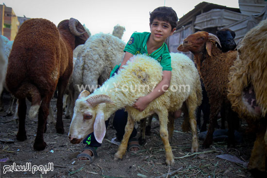 اليوم السابع -9 -2015