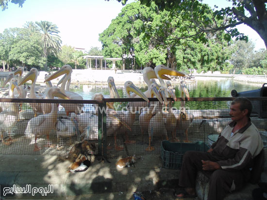 اليوم السابع -9 -2015