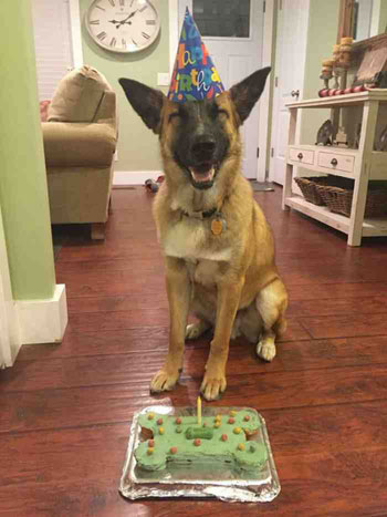  أنا أصلا كلب ابن ناس وبحتفل بعيد ميلادي -اليوم السابع -9 -2015