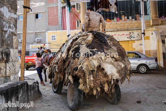 نقل الجلود على عربات الكارو للمدابغ بسور مجرى العيون -اليوم السابع -9 -2015