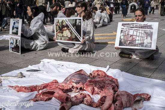  لافتات تطالب بتحرير الحيوانات -اليوم السابع -9 -2015