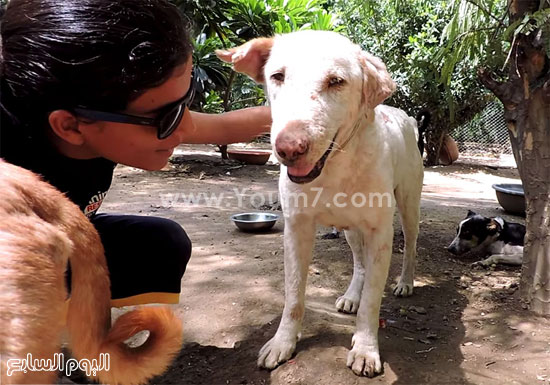 بعد علاج شهرين الكلب يستعيد حالته الطبيعية -اليوم السابع -9 -2015