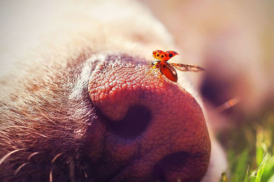 تستطيع الكلاب التعامل مع أى كائن بواسطة أنفها -اليوم السابع -9 -2015