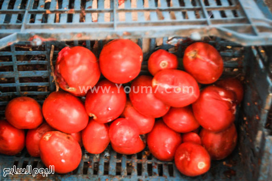 	طماطم تالفة -اليوم السابع -9 -2015