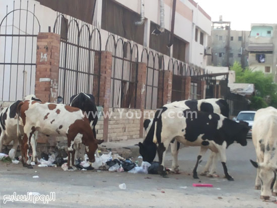 اليوم السابع -9 -2015