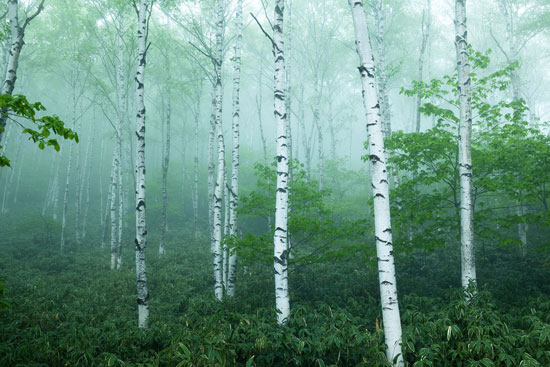 أكبر مكان تتركز فيه الأشجار هو الغابات الاستوائية المطيرة الشاسعة -اليوم السابع -9 -2015