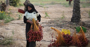 بالصور..موسم جنى البلح فى قطاع غزة مع بداية الخريف  