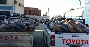 أطنان بانجو المضبوطة