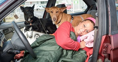 السيدة مع كلابها فى السيارة
