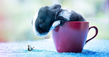 الأرنب خلال لعبه مع الفراشات