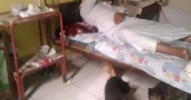 القطط تحت سرير أحد المرضى