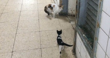 صورة